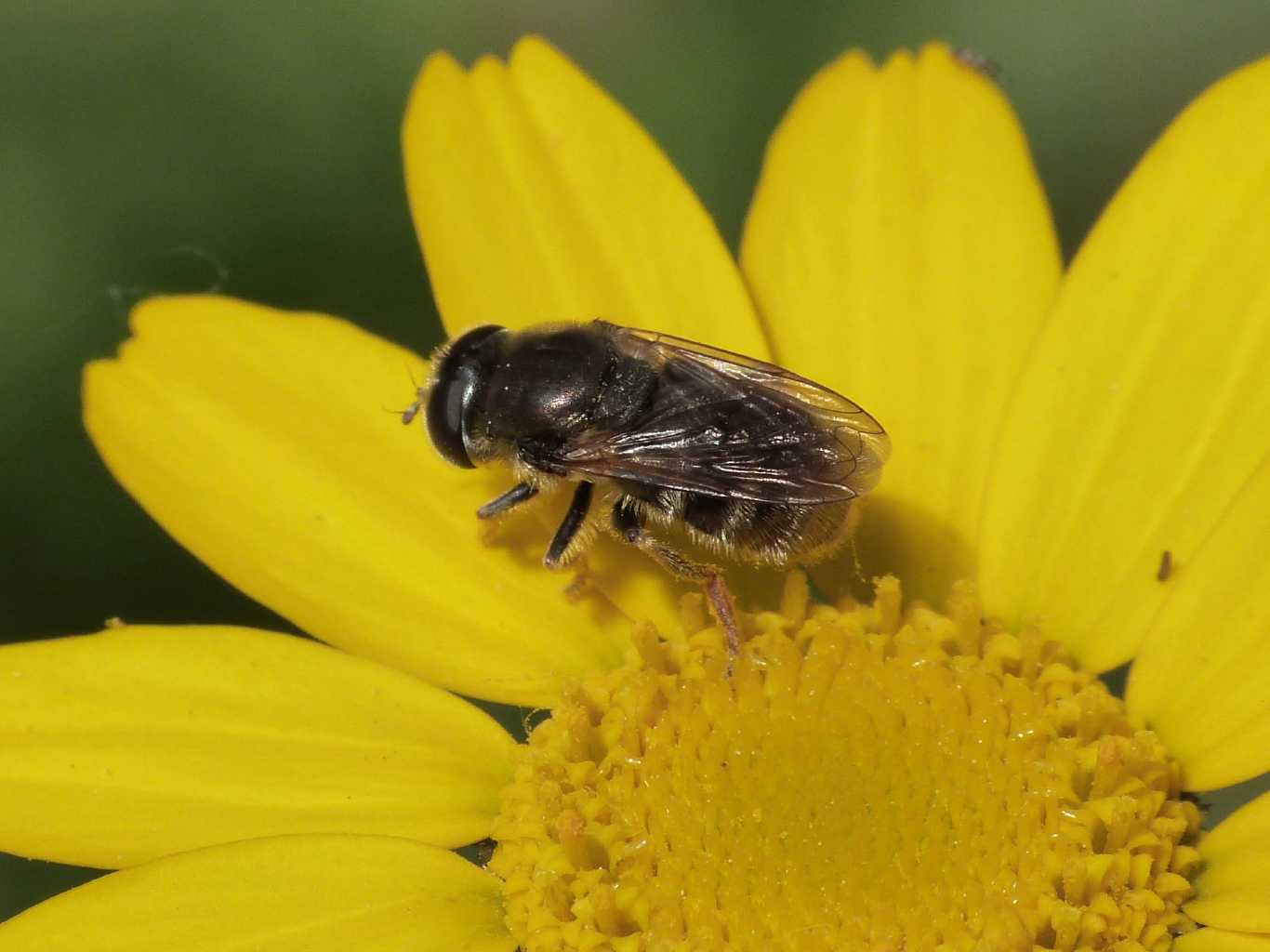 Piccolo syrphidae: Merodon sp.